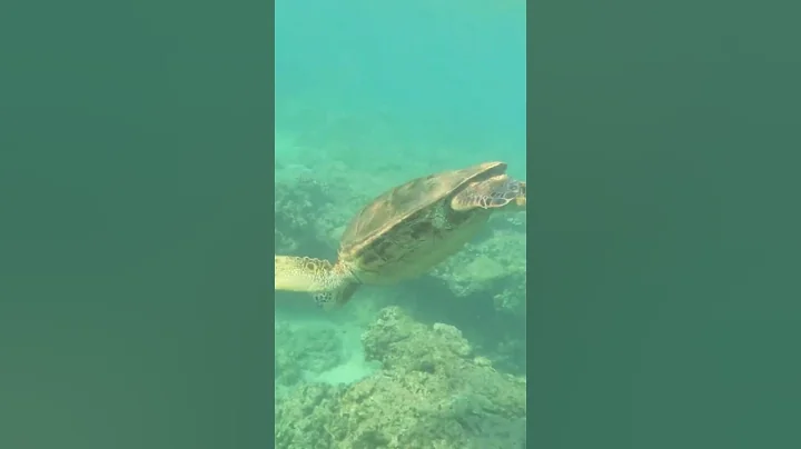 Please watch the full video: https://www.youtube.com/@UCWmBZ_i2i-E34y8o_WmR6FQ