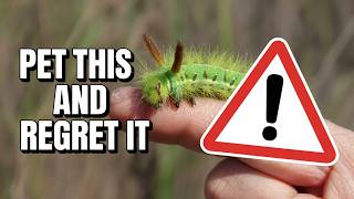 The Most Dangerous Creatures You Should Never Touch