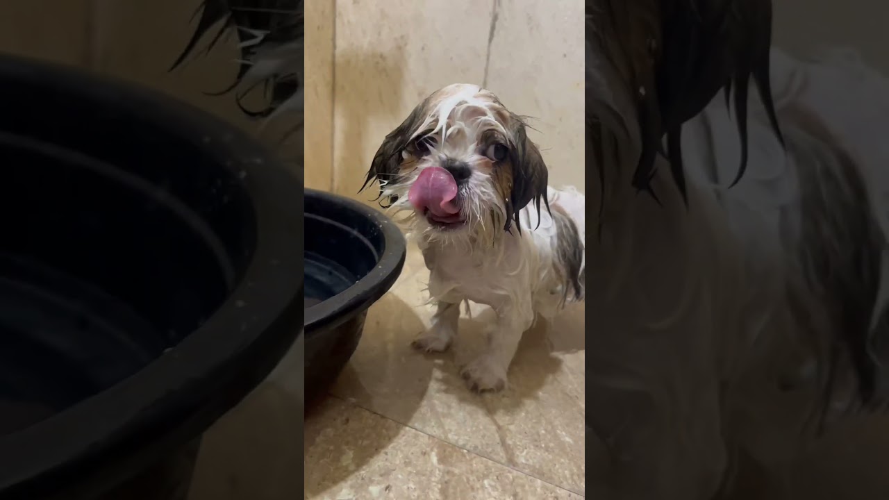 Shihtzu first bath ❤️ 
