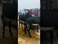 Training donkeys is fun 🥰✨