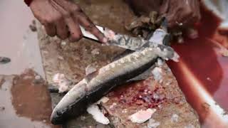 Fastest Fish Cutting Skills | Live Murrel Fish Fillet | Fish Clean And Fillet |koramenu cutting