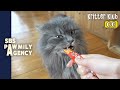 Norwegian Forest Kittens&#39; Reaction To Their First Squeez-up Snack! l Pawmily Agency Ep 03