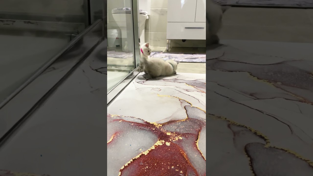 Two kittens bounce in the bathroom #ASMR #cute #cat #kitten #meow #funny
