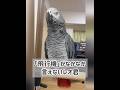 【ヨウムのレオ君】「飛行機」がなかなか言えないレオ君 #ヨウム #インコ #parrot