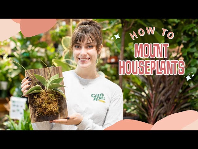 How to Make a Wood Mounted Hoya - City Floral Garden Center