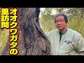 地元産のオオクワガタを探していたら、スゴイ場所をみつけた