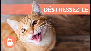 Comment CALMER un CHAT STRESSÉ  Déstresser votre chat !