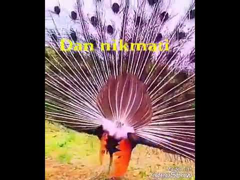 Lagu Kenari  (Koes Plus)