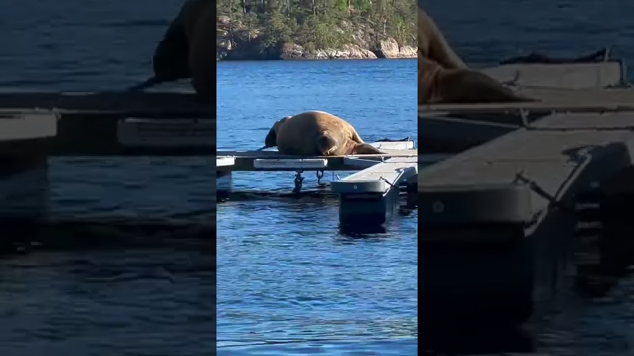 Hvalrossen Freya later seg på brygga i Risør