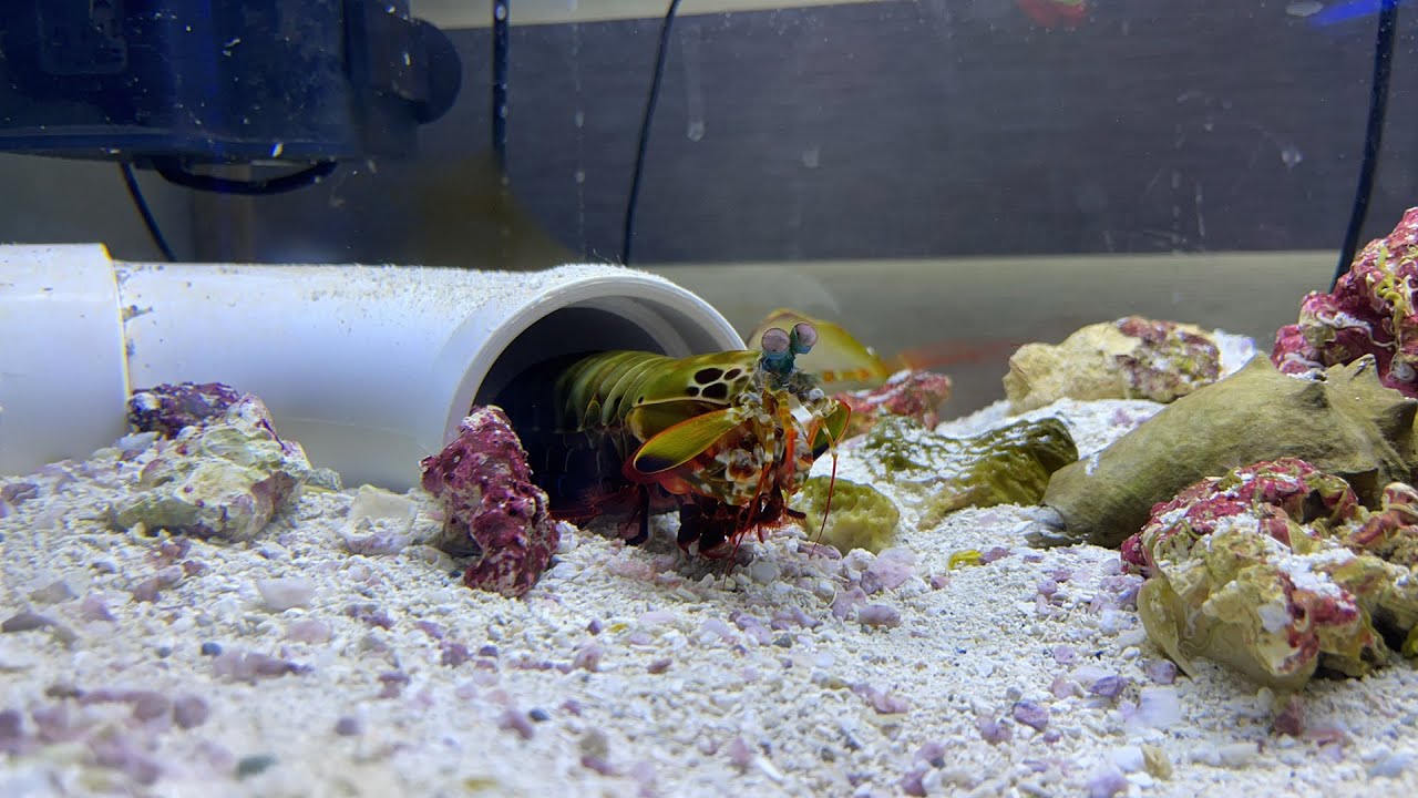 LIVE MANTIS SHRIMP FEEDING - YouTube - Feeding Mantis Shrimp In A Saltwater Tank