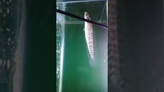 Download Lagu baby ys 13cm treatment bunga tank polos MP3