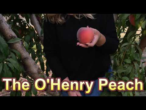 Video: O'Henry Peach Tree Care: Kweek O'Henry Peaches in die huistuin