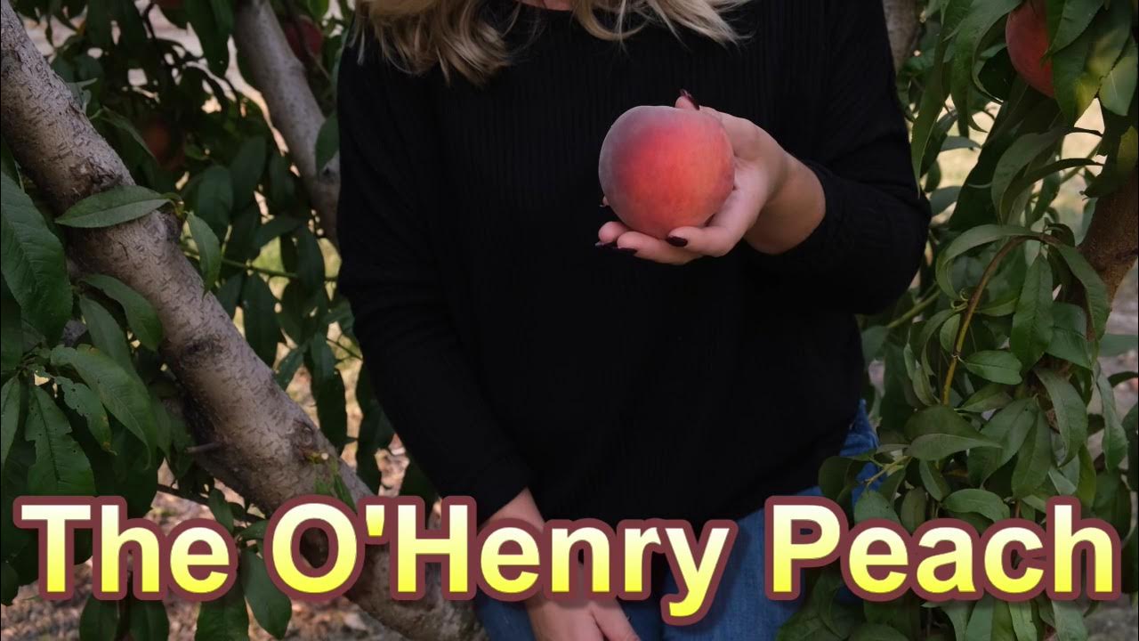 O’Henry Peach Fruit tasting a tried and true Burchell variety YouTube