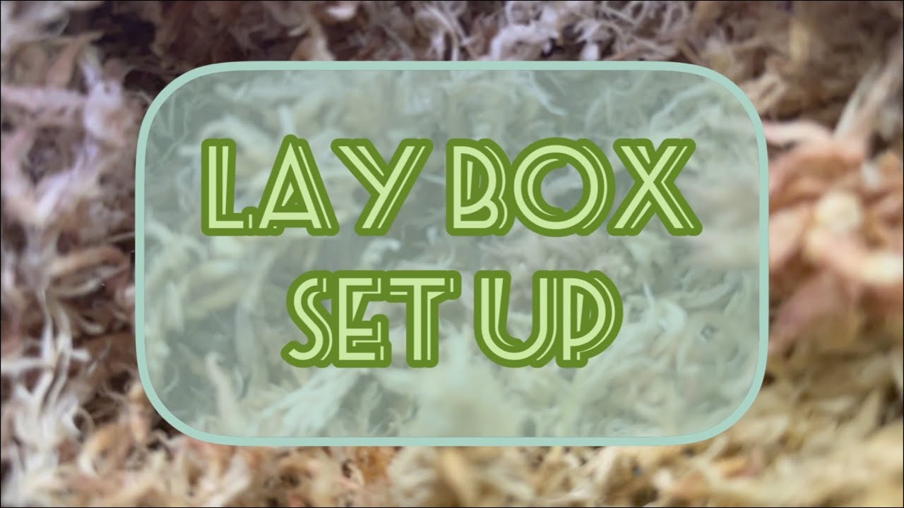 Hognose Lay Box Set Up YouTube