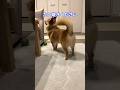食への執着が強めのポメコギ