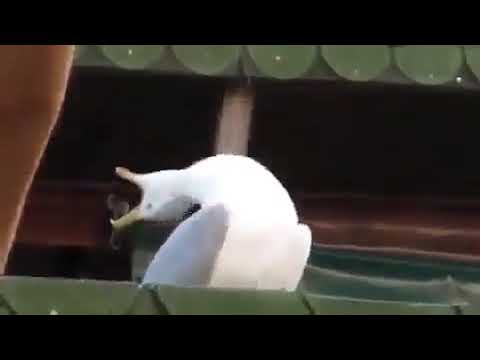 laughing-seagull