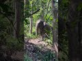 Slow motion ￼🐘💚😁 #elephant #changchill #wildlife #ethical #nature #animals #ช้าง