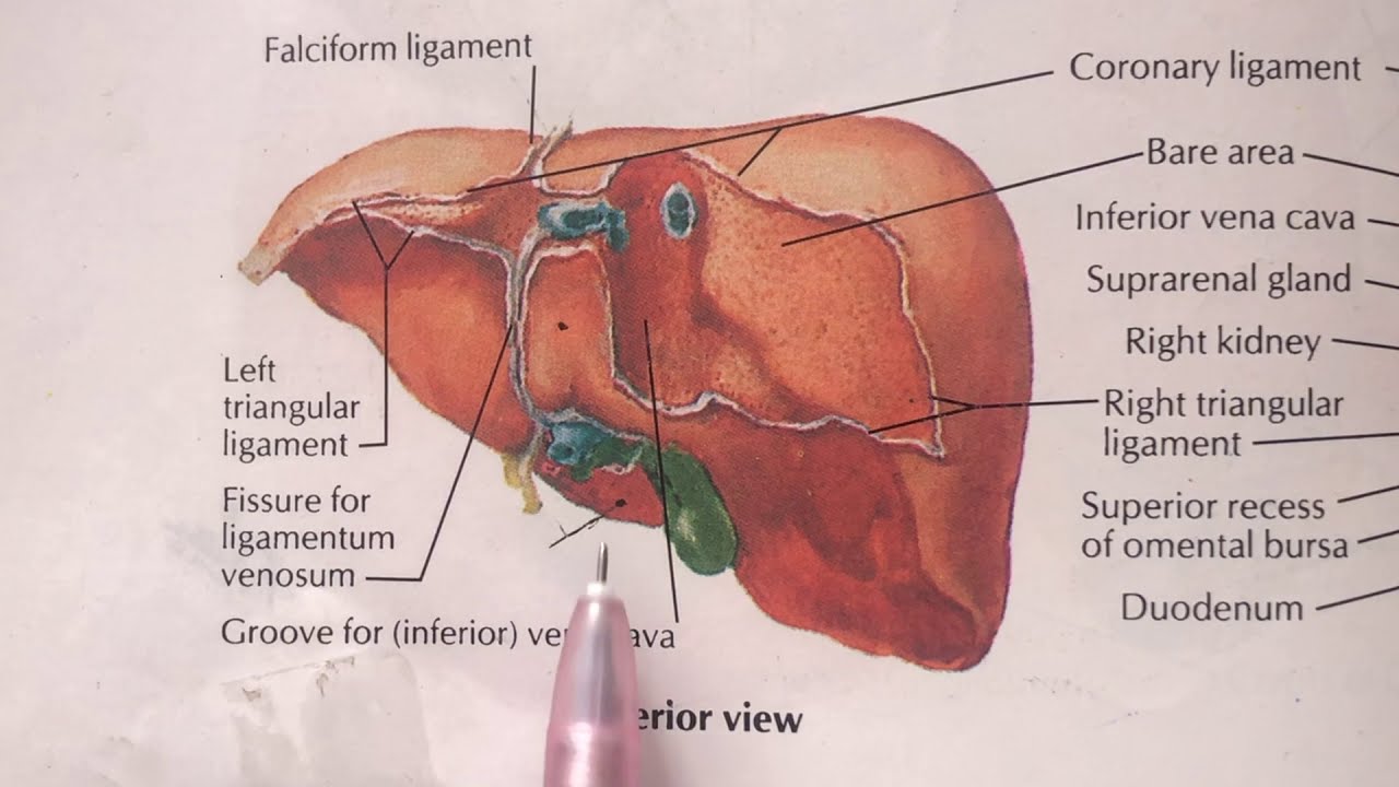 Anatomy of Liver | Human Anatomy - YouTube