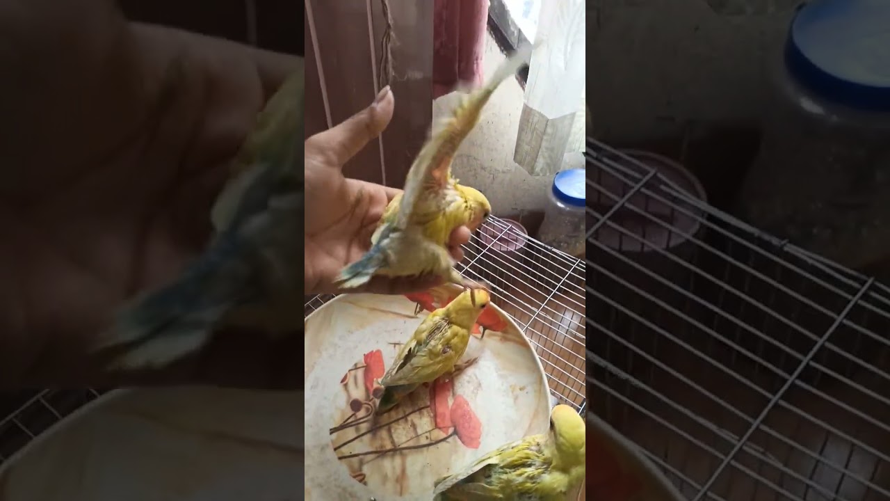 Love Bird Tame Size for Sale