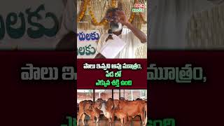 పాలు ఇవ్వని ఆవు మూత్రం పేడ లో ఎక్కువ శక్తి ఉంది | #cow #oragnicfarming | Back To Roots