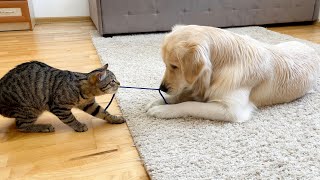 Golden Retriever Loves to Play with Funny Kitten!