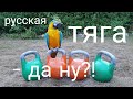 🥇💪🏻русская тяга с гирями - ответ на челлендж. Russian dead-lift with kettlebells