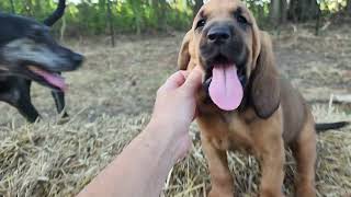 Bella 2022 F1 Bloodhound puppy
