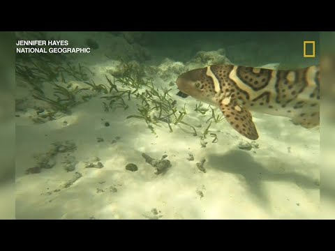 Video: Pet Scoop: Shedd Aquarium lägger till 4: e räddningspop, Bunny tar en plats på Boston's T