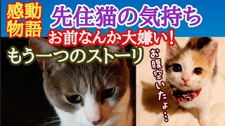 #子猫保護 #猫 #先住猫 #保護猫#子猫 【先住猫の気持ち】■第2弾■もう一つのストーリ