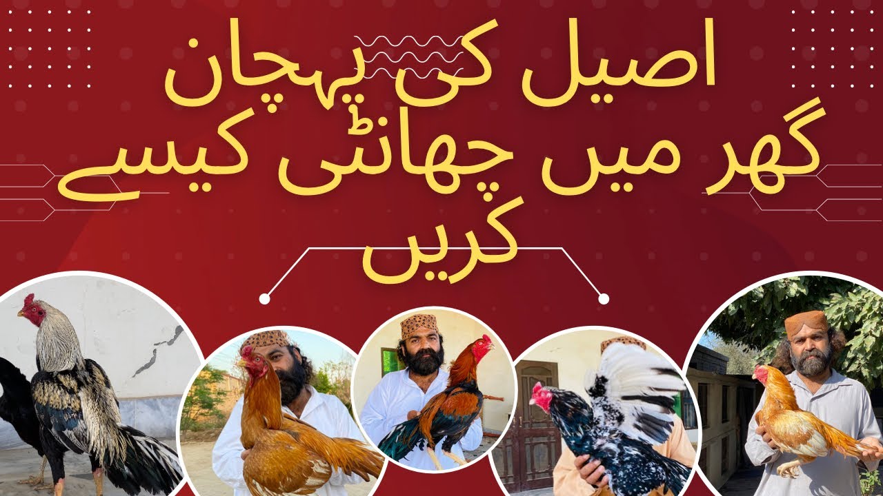 Aseel Ki Pehchan // Har Raaz Aj Bata Diya