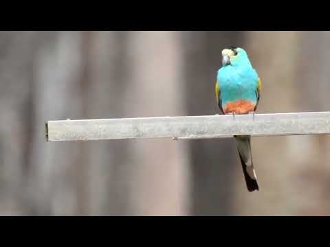 Golden shouldered Parrot (Psephotellus chrysopterygius), pericolo di estinzione.