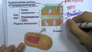 ormBio 019 : อนุกรมวิธาน (Taxonomy) ,ตอน01