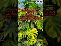 ලොකු ගණන් කියන ඒව අපි දෙන්නම් අඩුවට #plants #garden #shorts