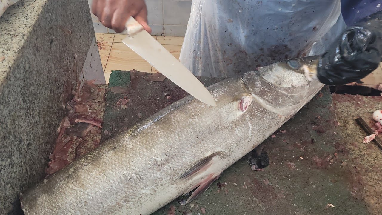 15 KG Barracuda Fish Fantastic Filleting। Amazing Barracuda Fish Cutting। Fastest Barracuda Cutting