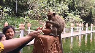 CAMBODIA: UDONG HILL: MONKEYS by Cliff McLane 16 views 1 year ago 1 minute, 58 seconds