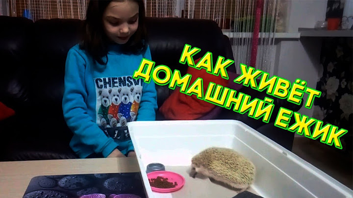 Африканский ежик - Домашний ежик