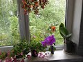 Мои самые выносливые, цветущие комнатные растения