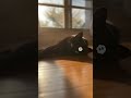 おやすみ黒猫 ネコの癒し