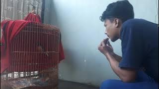 Siulan nya bisa buat burung Murai Batu ini langsung gacor