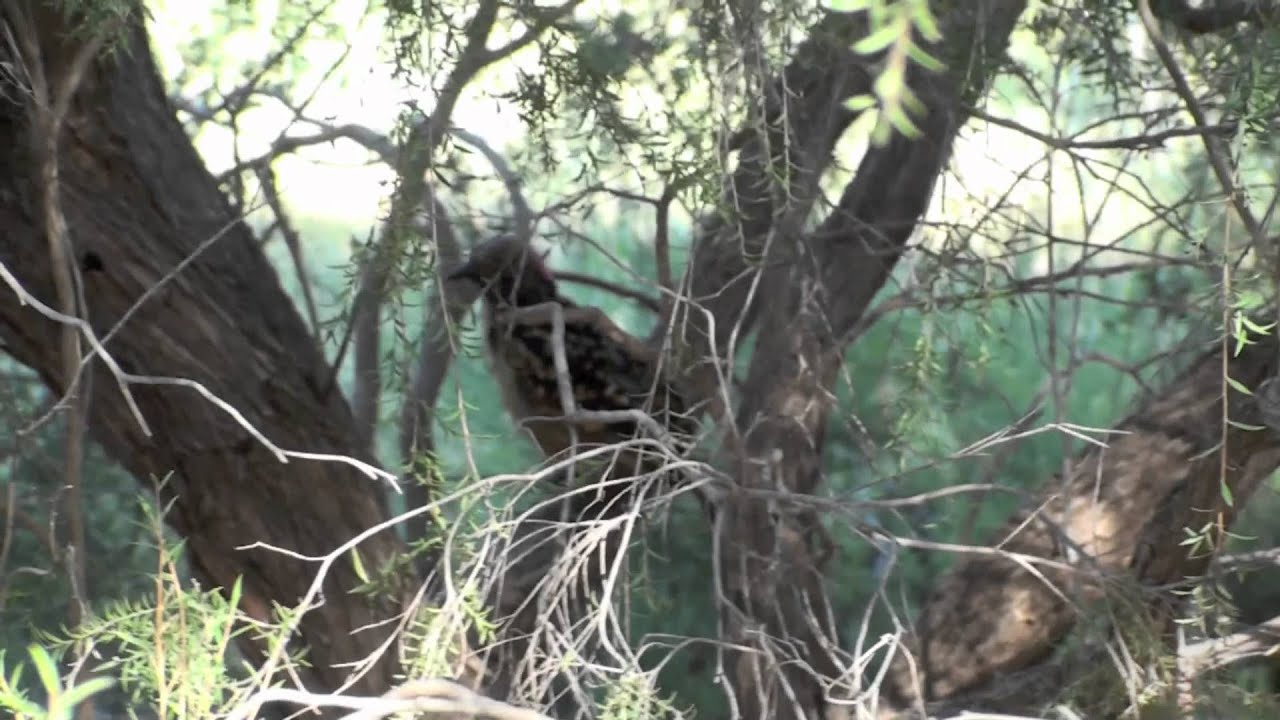 Western Bowerbird Story.mov