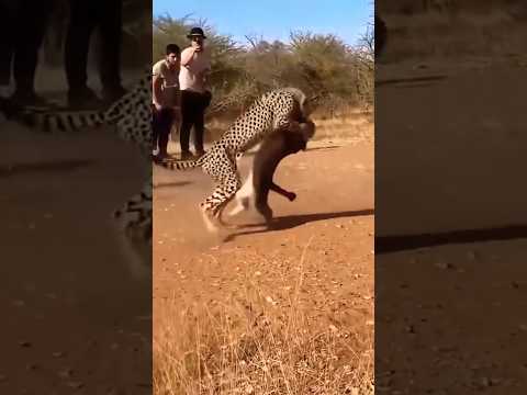 الفهد يهاجم الوشق معركة برية تم التقاطها بالكاميرا