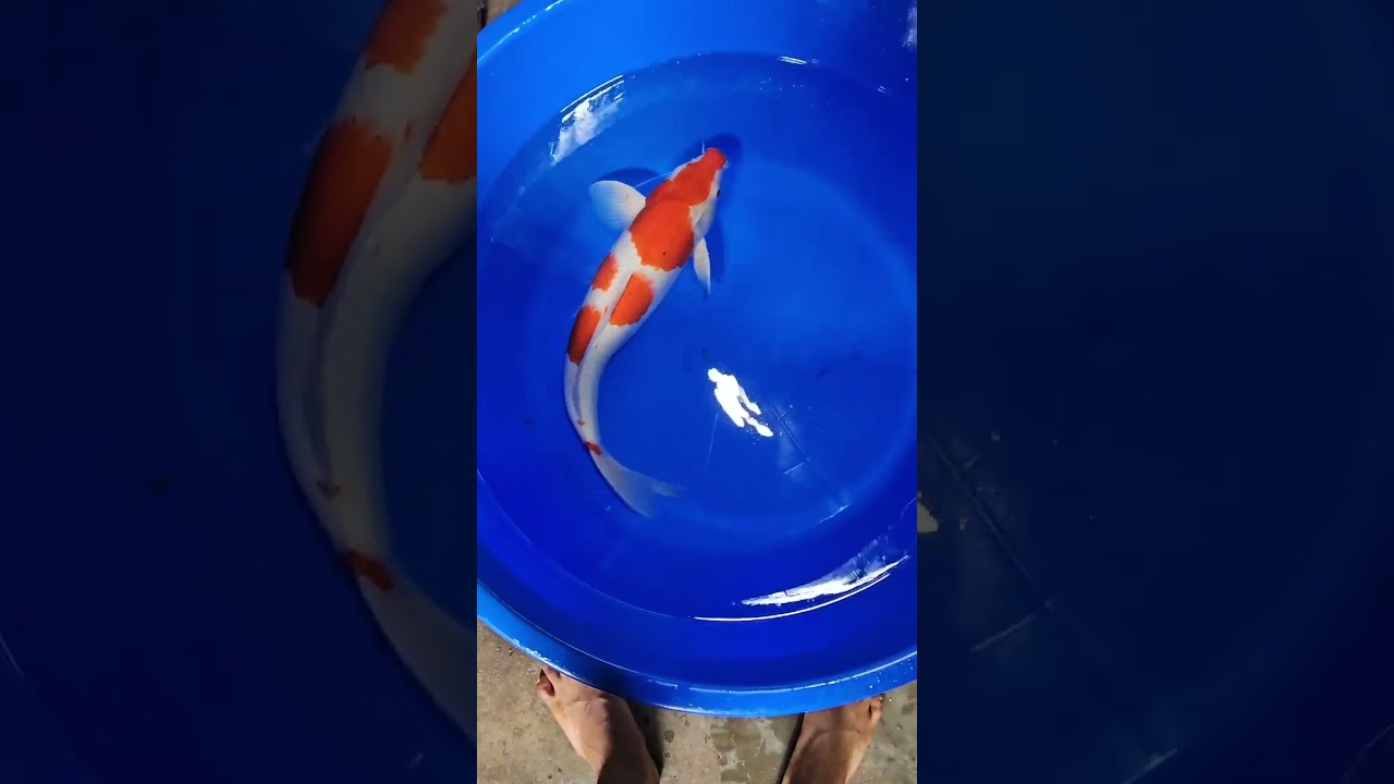 Kohaku 50+ arriving soon! 