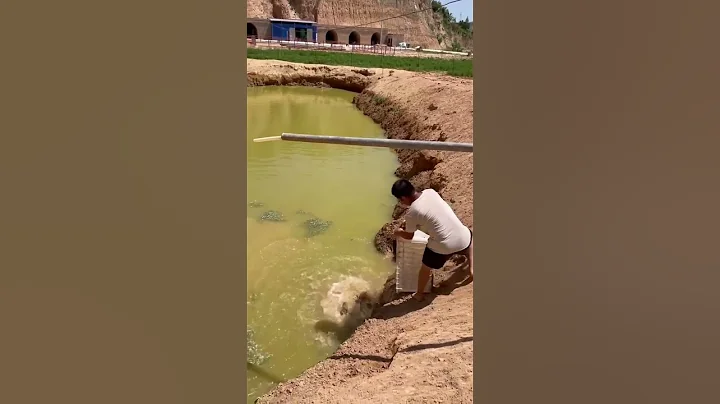 #shorts #pig #wildboar #minipig #piggy #pigs #piglife #minipigs #piglove #cutepig #piglet