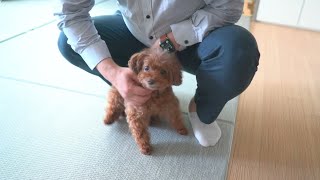 A Dog Telling His Family About His Dangerous Situation.