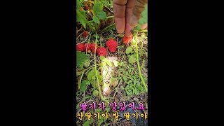 제 1010회 지금 야생으로 자라는 딸기들이 익어가는 중입니다 ㅎㅎ by 임상균의 약초세상   1,462 views 13 days ago 5 minutes, 20 seconds