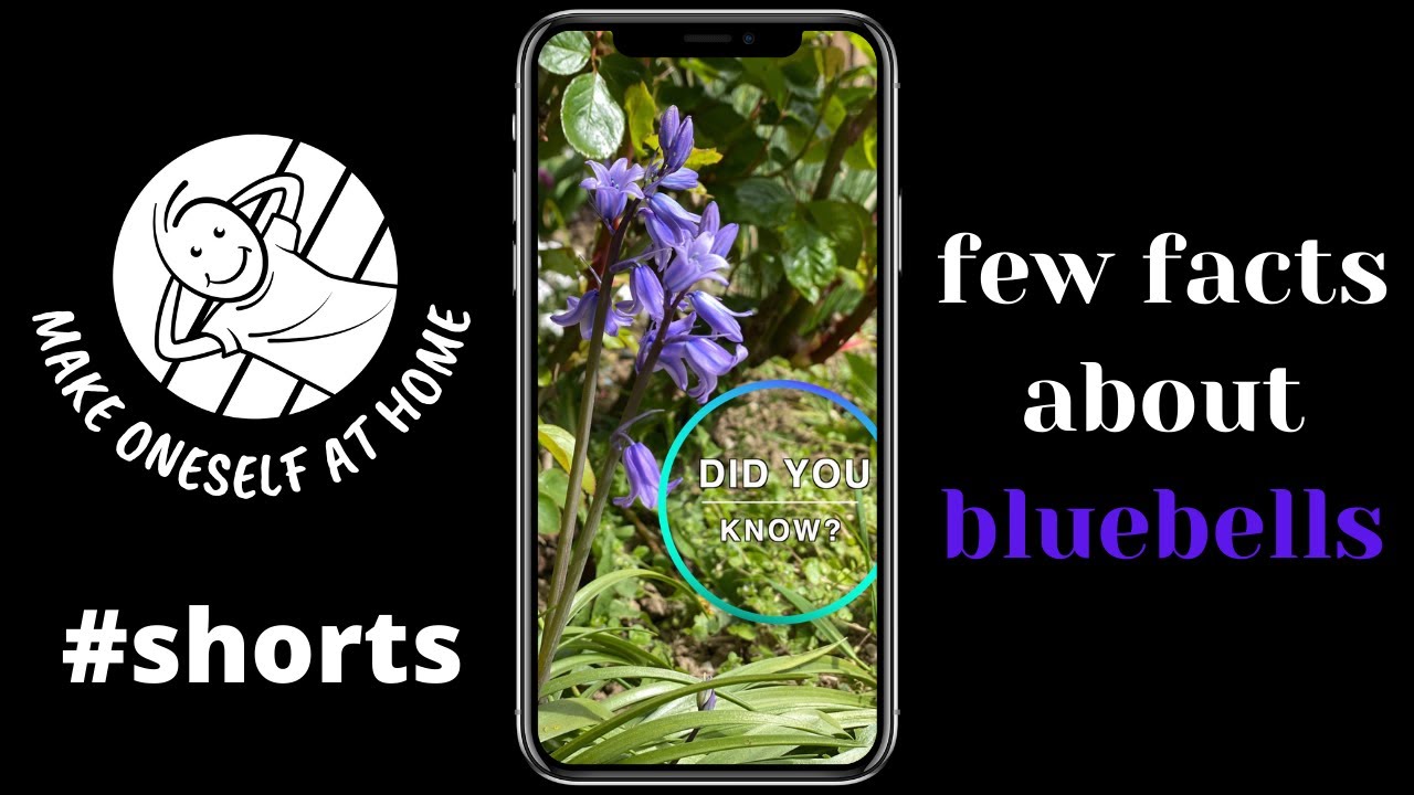 Bluebells of England | Woodlands Walk | #shorts