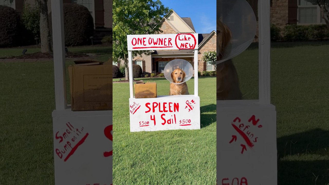 My dog tried to sell WHAT?!