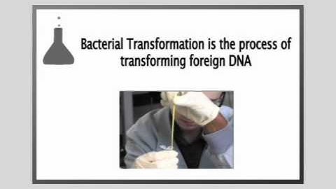 Site-Directed Mutagenesis (Day Two)