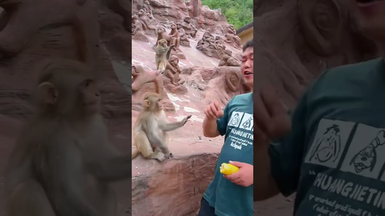 Люди и животные живут в гармонии. Не подражайте опасным действиям.