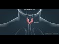 Tiroit Bezi ve Hormonları